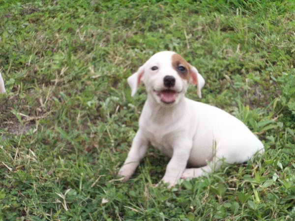 Jack Russell Puppies For Sale In Arizona