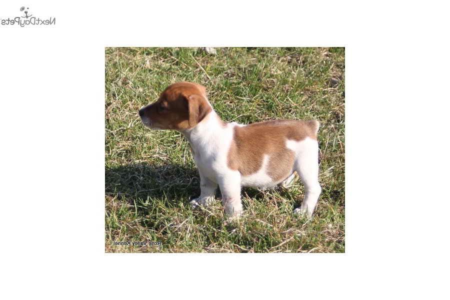 Jack Russell Puppies For Sale In Kansas