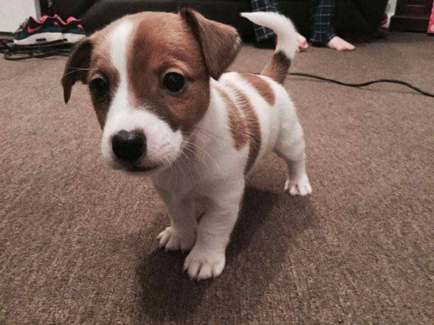 Jack Russell Puppies For Sale In Mi