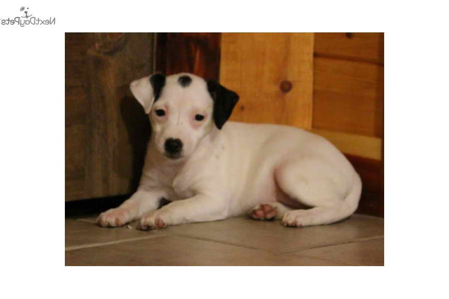 Jack Russell Puppies For Sale In Missouri