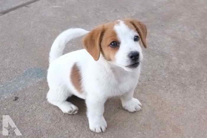 Jack Russell Puppies For Sale In San Antonio Texas