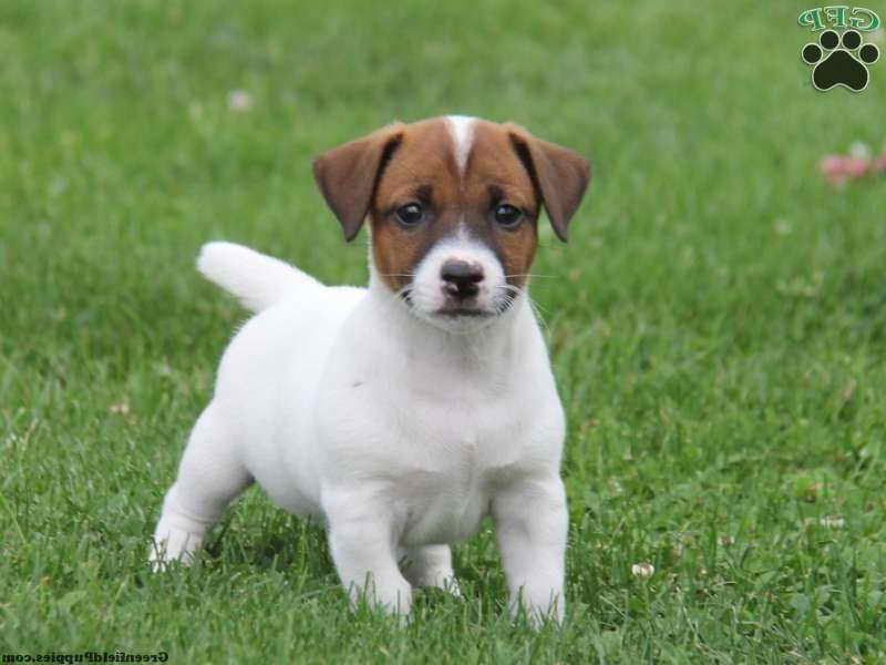 Jack Russell Puppies In Pa