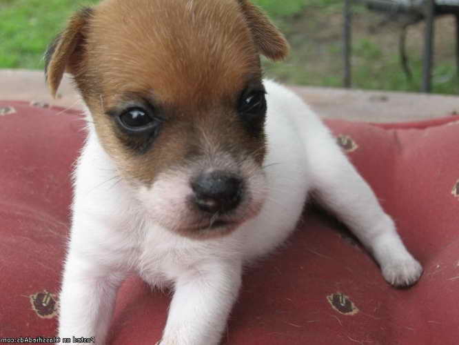 Jack Russell Puppies Miami