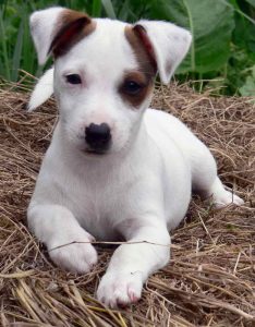 Jack Russell Puppies Nj
