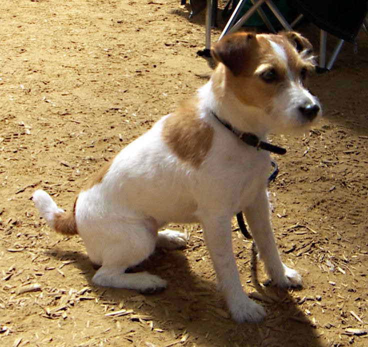 Jack Russell Puppies San Diego