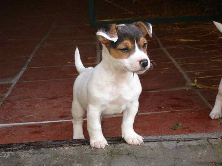 Jack Russell Puppies Tampa