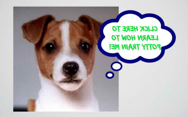Jack Russell Puppies Training Tips