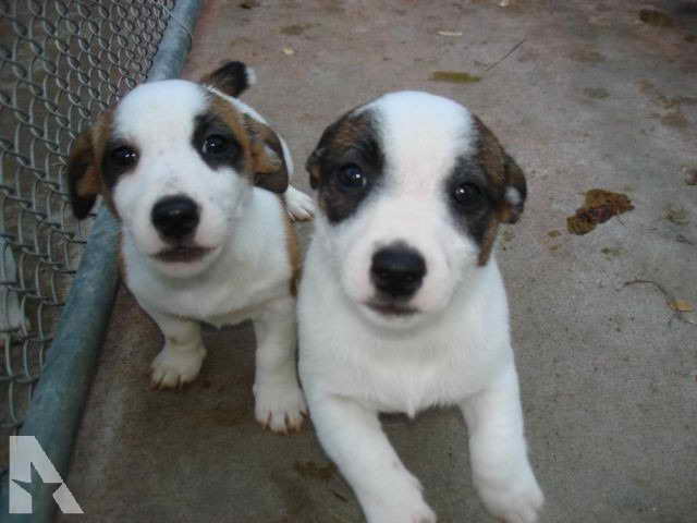 Jack Russell Puppies Wisconsin