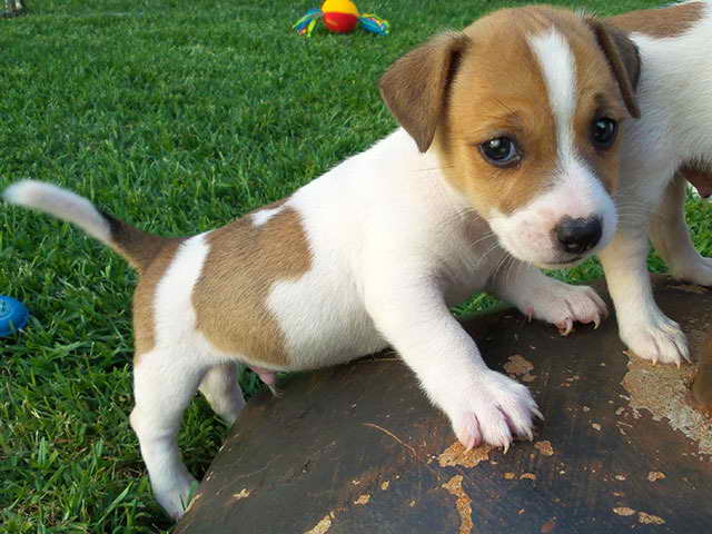 Jack Russell Puppy Breeders