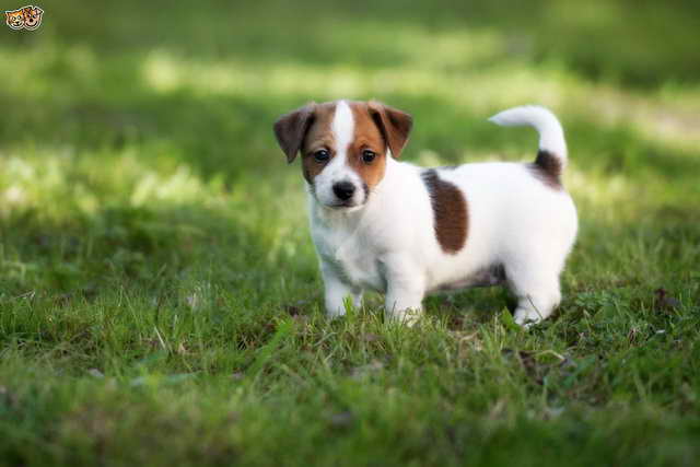 Jack Russell Puppy Picture