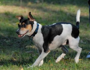 Jack Russell Rat Terrier Mix