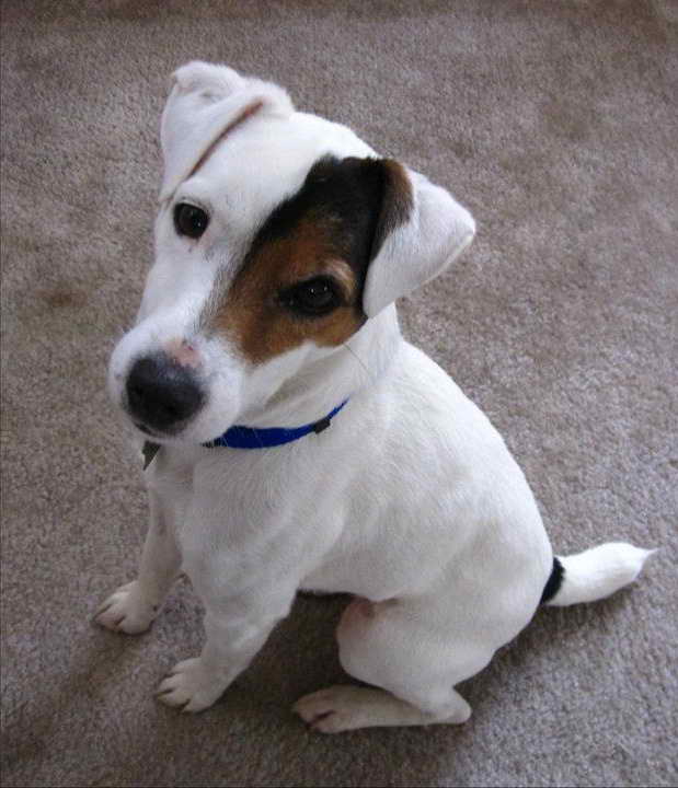 Jack Russell Rescue Ca