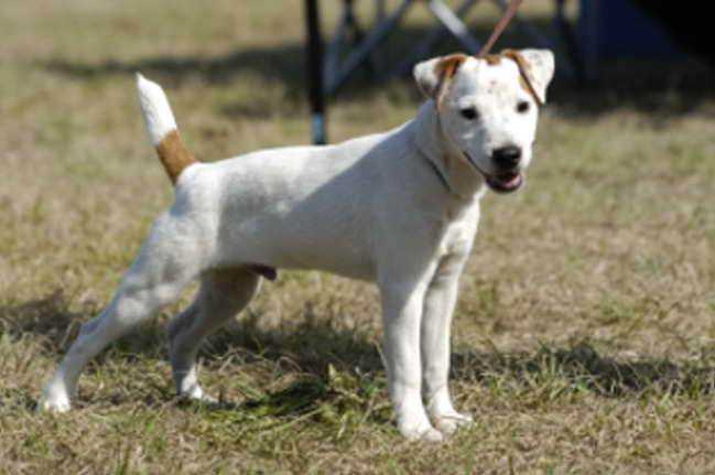 Jack Russell Rescue Florida