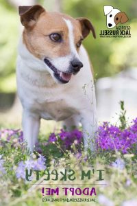 Jack Russell Rescue Georgia