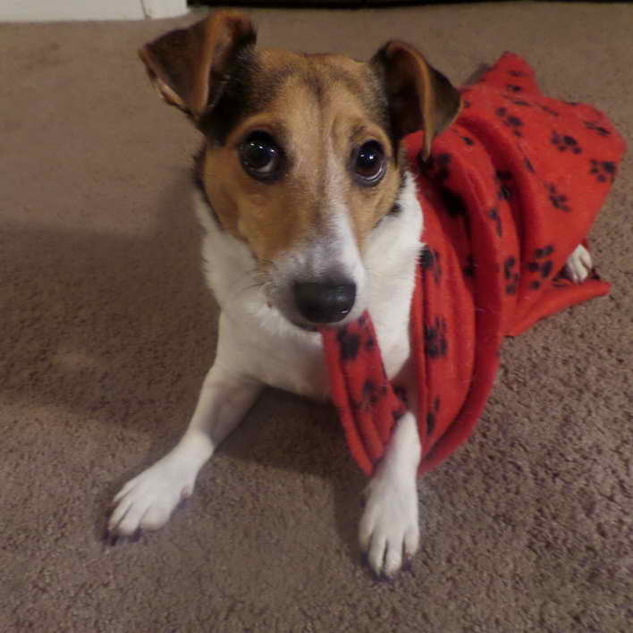 Jack Russell Rescue Greensboro Nc