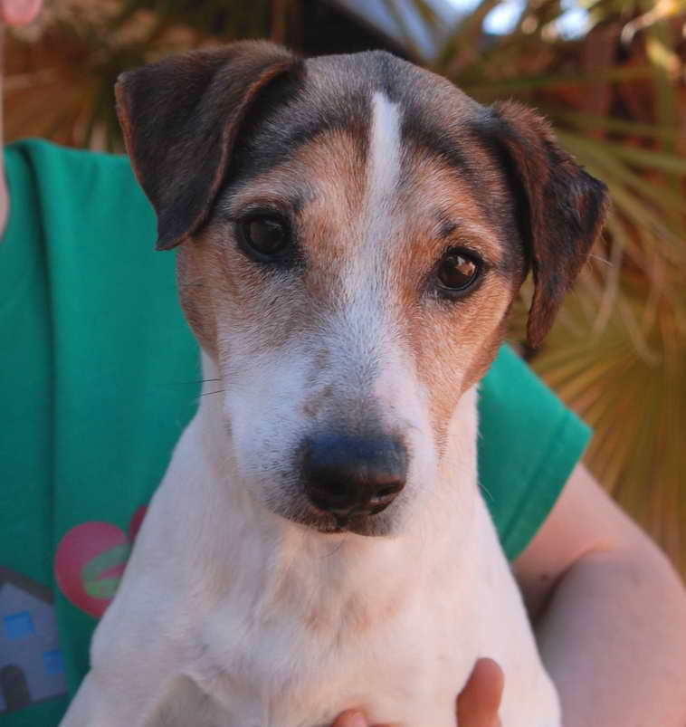 Jack Russell Rescue Las Vegas | PETSIDI