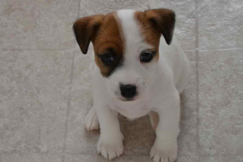 Jack Russell Rescue Nh