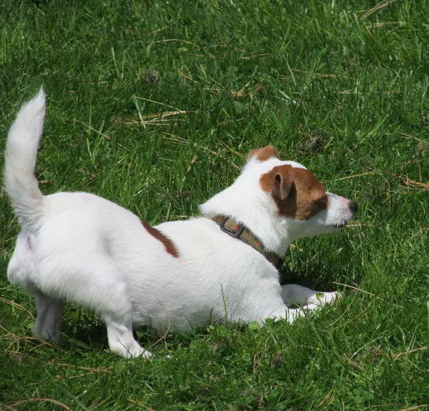 Jack Russell Rescue Oregon