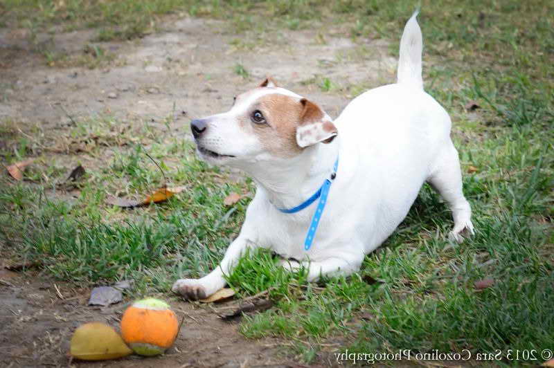 Jack Russell Rescue San Diego