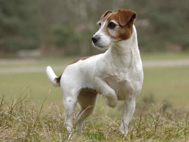 Jack Russell Rescue Tennessee