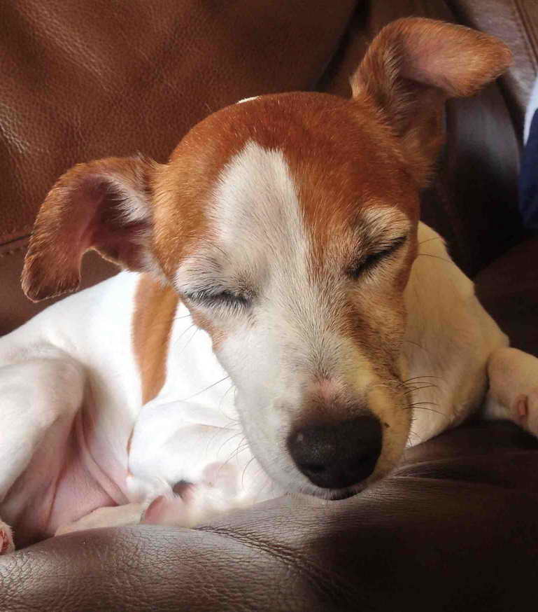 Jack Russell Rescue Wisconsin