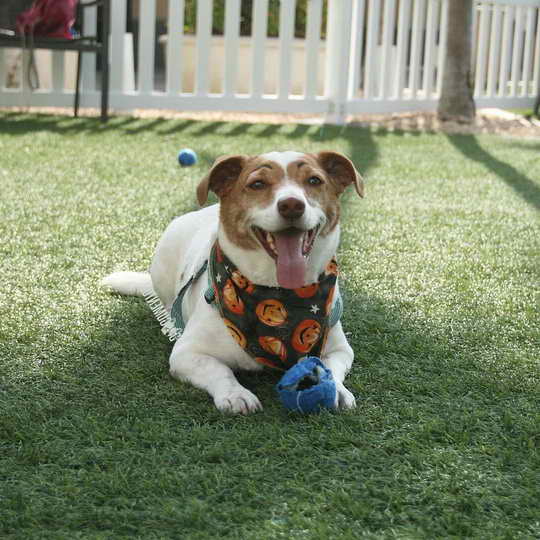 Jack Russell San Diego