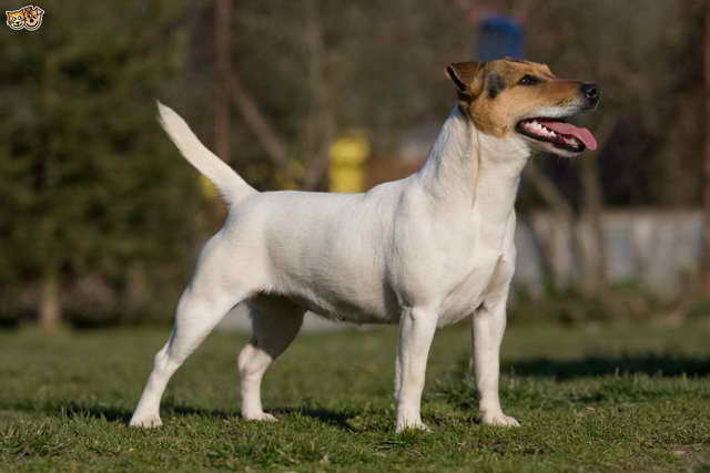 Jack Russell Size