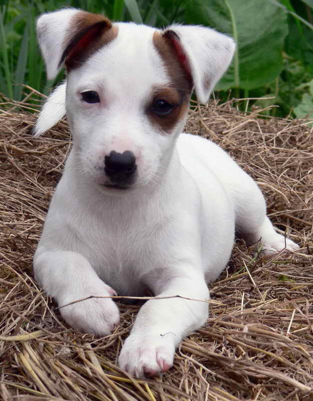 Jack Russell Terrier Adoption