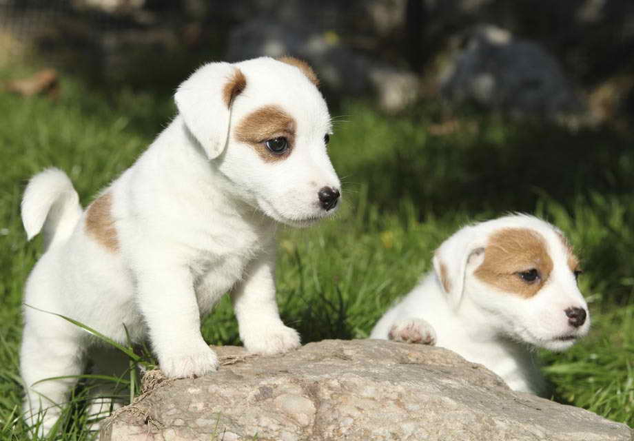 Jack Russell Terrier Akc