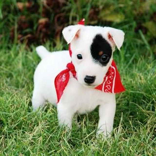 Jack Russell Terrier Baby