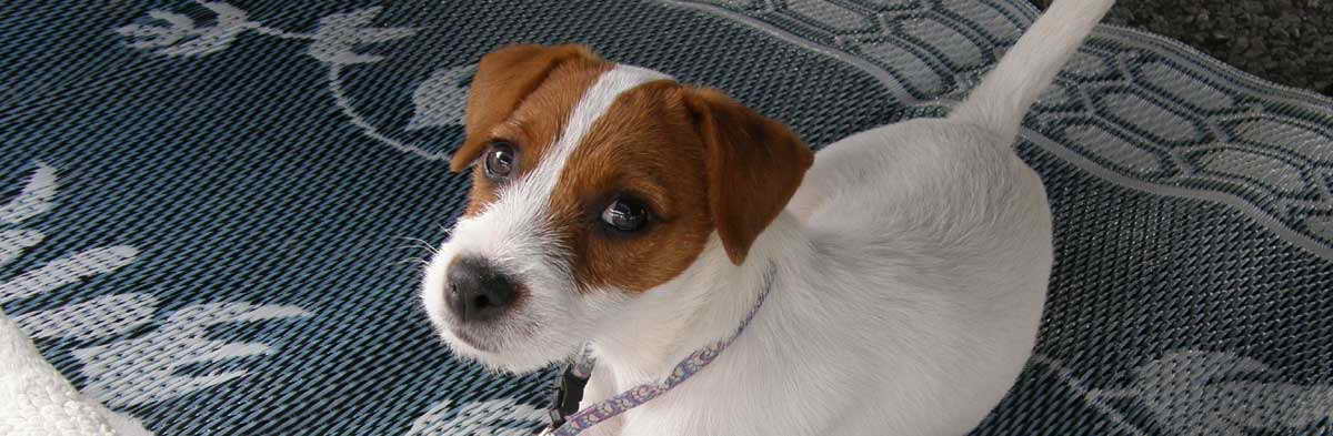 Jack Russell Terrier Behavior