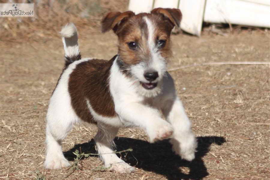 Jack Russell Terrier Breeder California