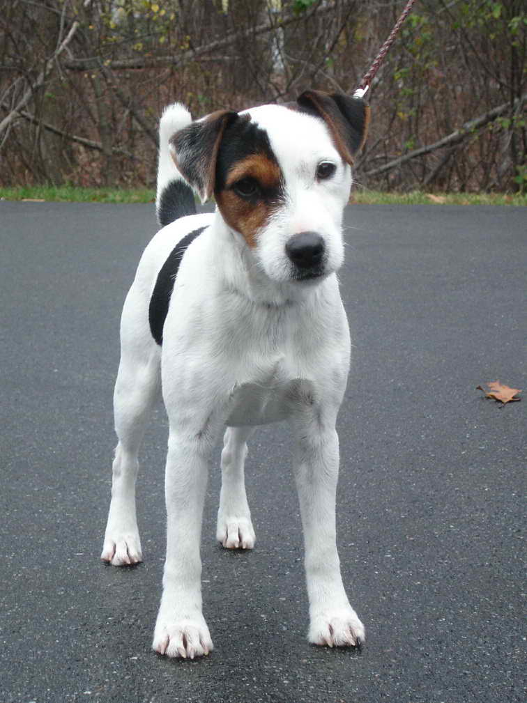 Jack Russell Terrier Breeder