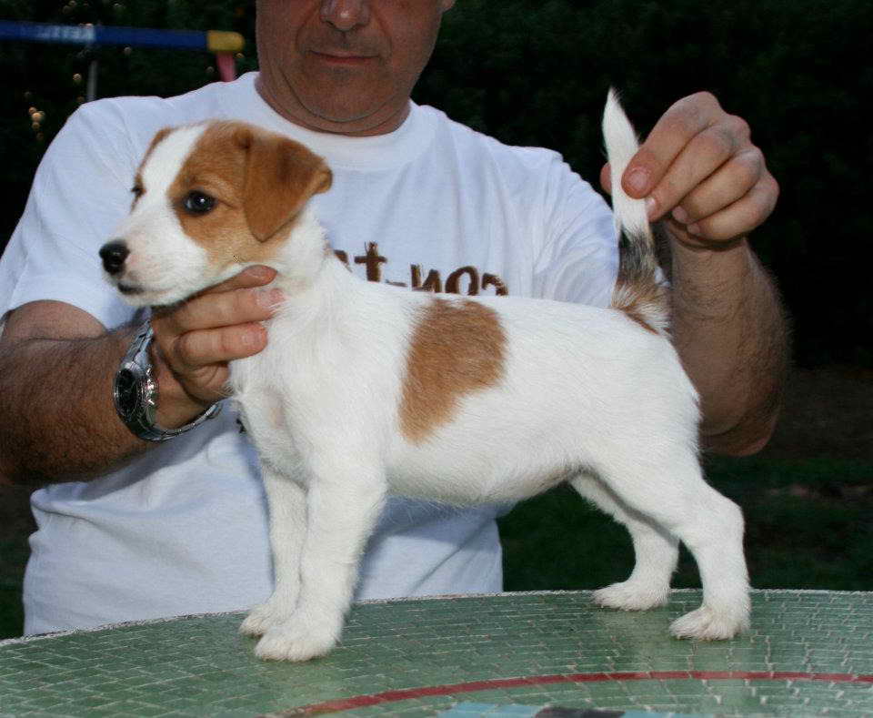 Jack Russell Terrier Breeders Illinois Petsidi