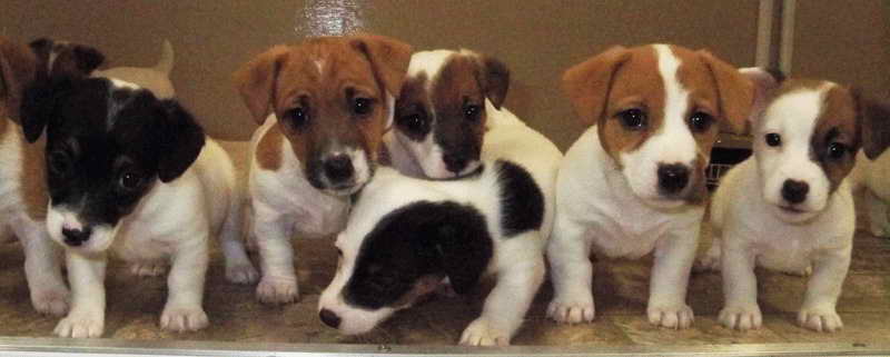 Jack Russell Terrier Breeders Indiana