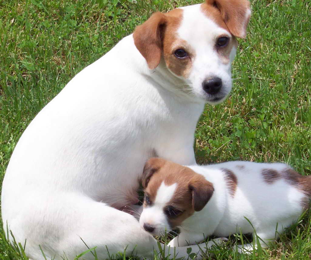 Jack Russell Terrier Breeders Ohio