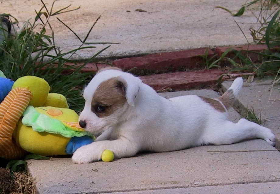 Jack Russell Terrier Breeders Washington State