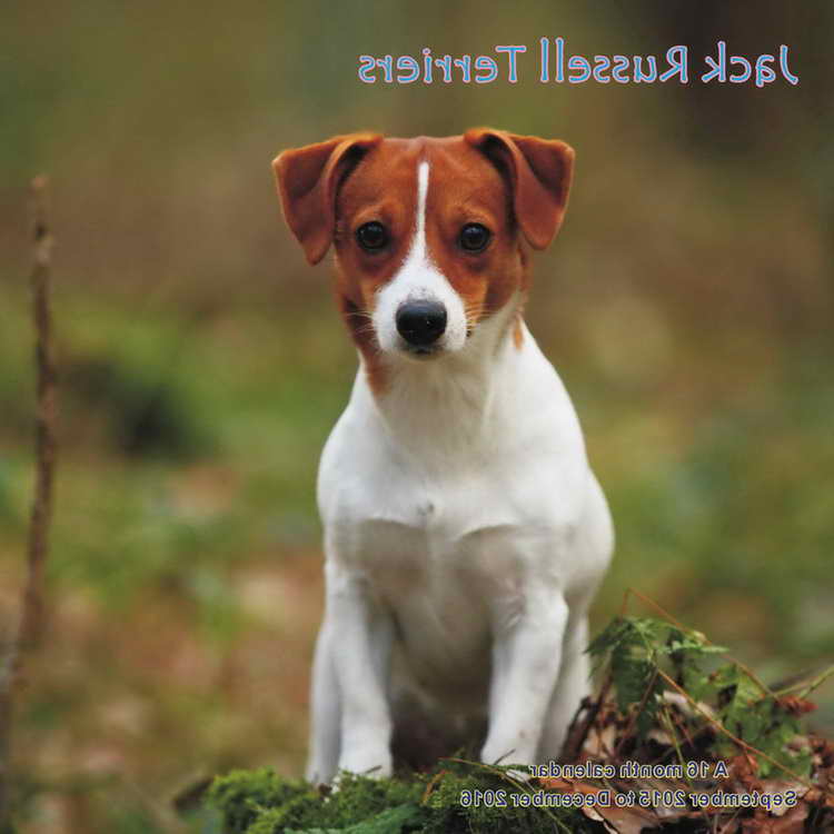 Jack Russell Terrier Calendar