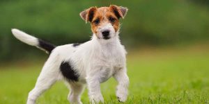 Jack Russell Terrier Care