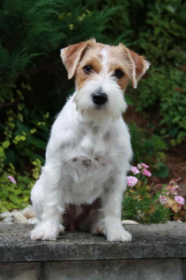 Jack Russell Terrier Coat