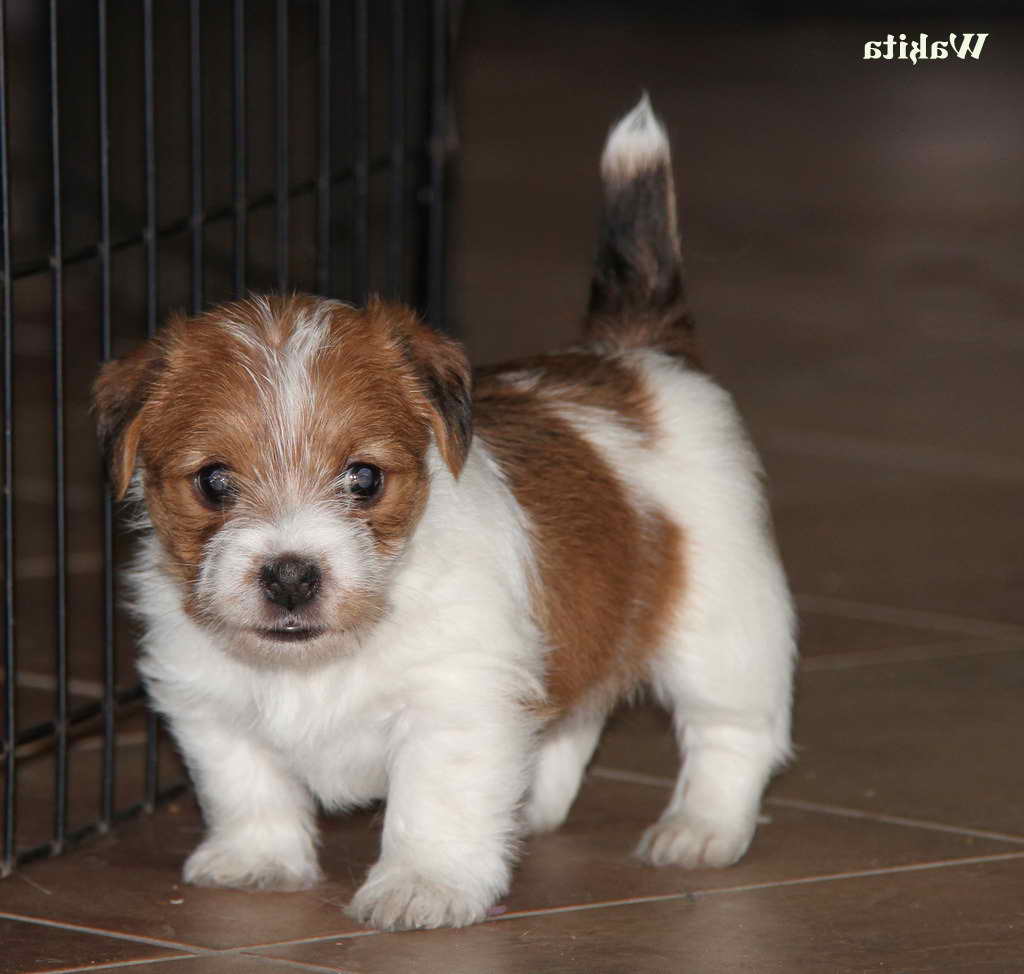 Jack Russell Terrier Colorado