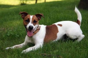 Jack Russell Terrier Craigslist