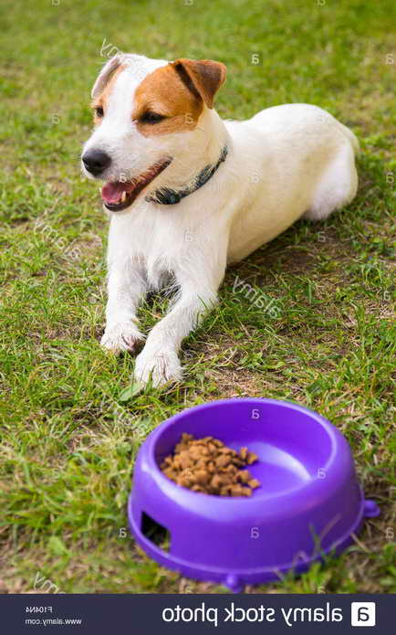 Jack Russell Terrier Foods