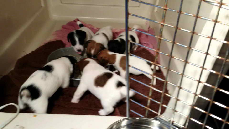 Jack Russell Terrier For Sale Houston