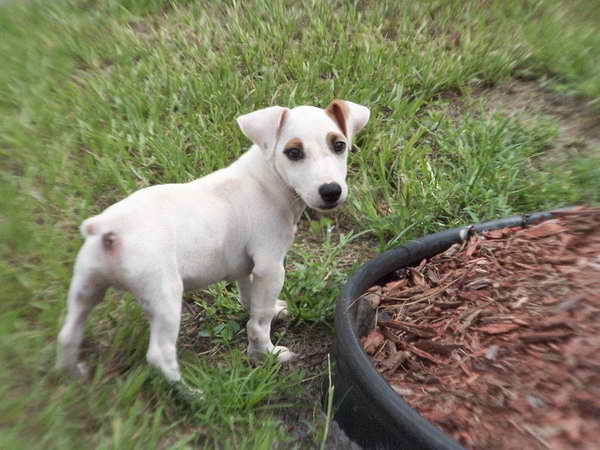 Jack Russell Terrier For Sale In California