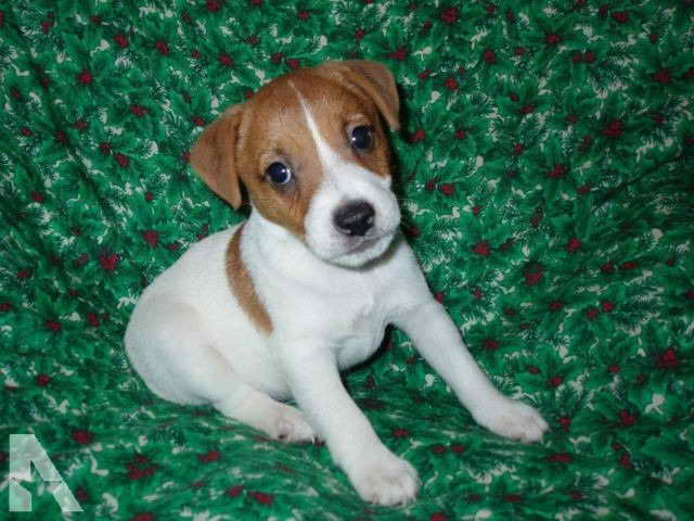 Jack Russell Terrier For Sale In Texas