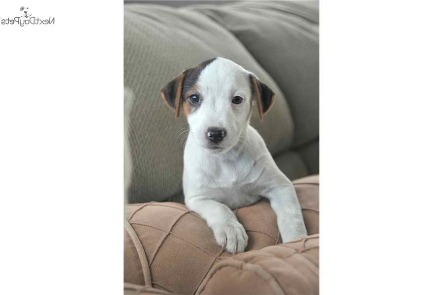 Jack Russell Terrier Los Angeles