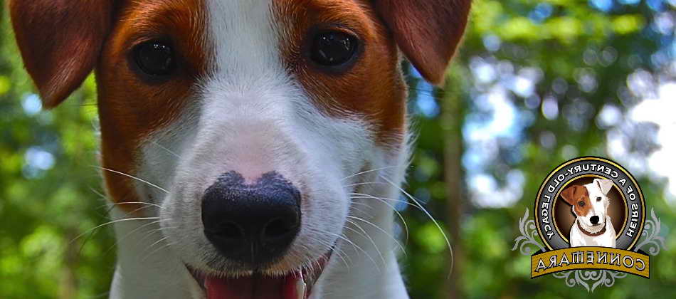 Jack Russell Terrier Maine