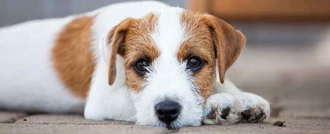 Jack Russell Terrier Names Female