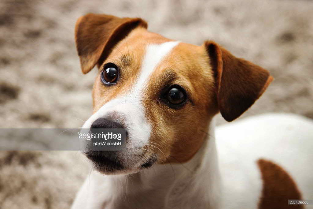 Jack Russell Terrier Photos